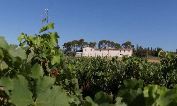 Domaine de Buzarens_34820 ASSAS